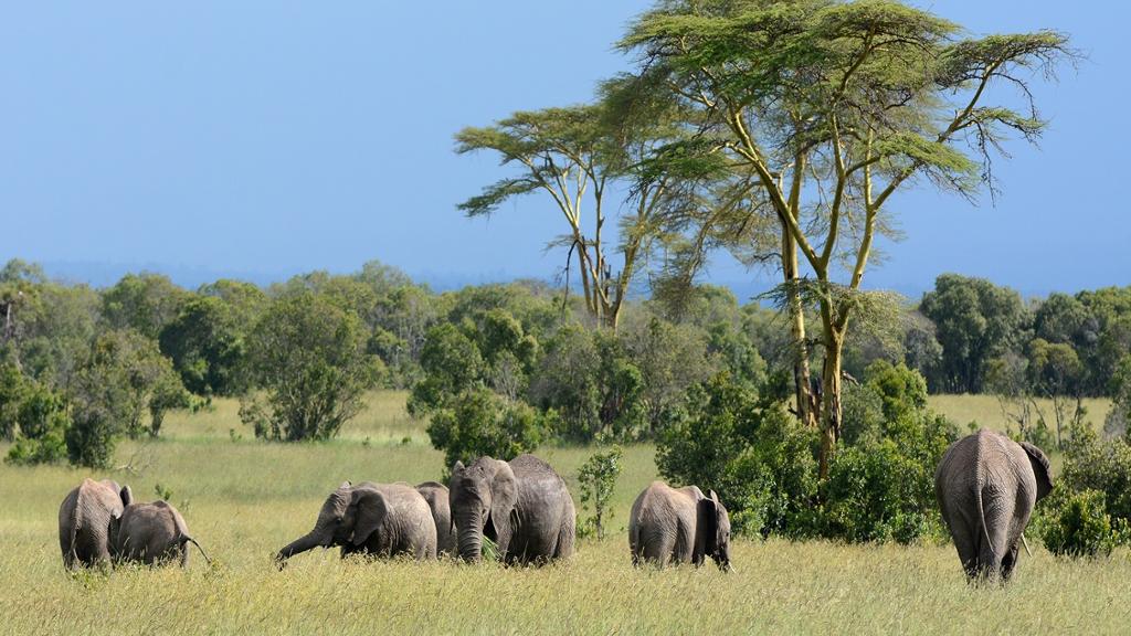Amboseli National Park from Nairobi - Full-Day Tour - Image 2